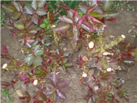 6571d5bf-Picture 3938.jpg